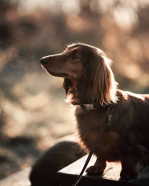 The Joy of Basset Hounds