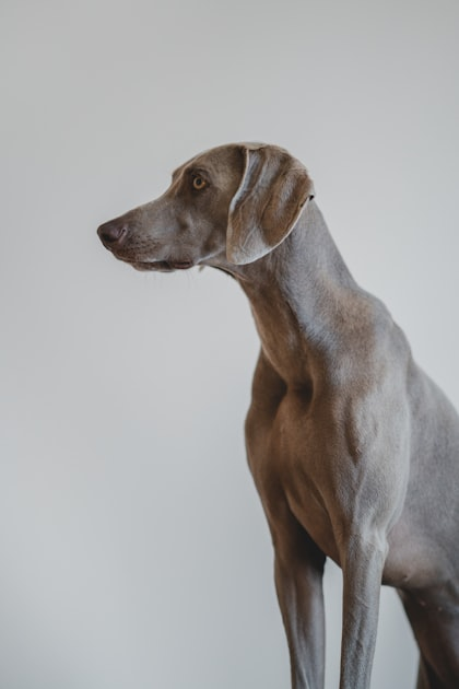 Training Tips for Dachshunds