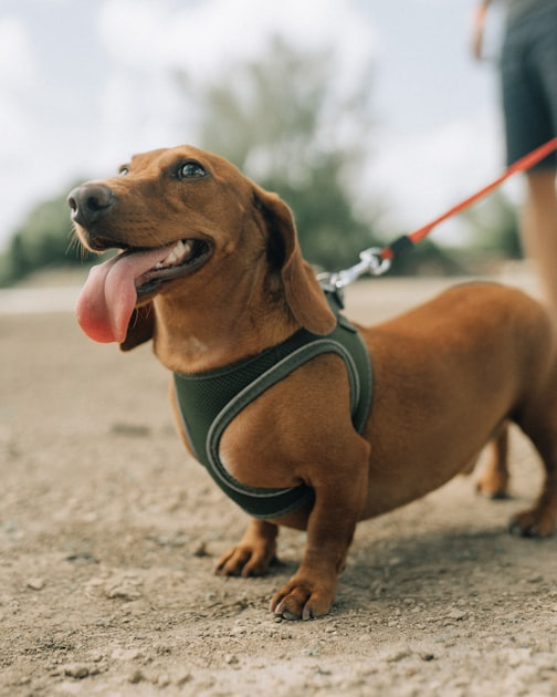 Handmade Gifts for Dog Enthusiasts